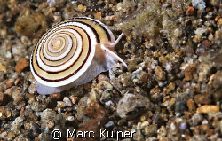 architectonica species. by Marc Kuiper 